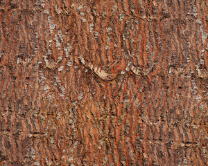 Pattern and structure of pine bark. Detail shot. - 757455679