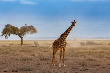 African giraffe standing in Amboseli National Park, Kenya looking at the camera with elephants in...