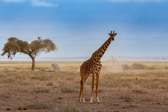 African giraffe standing in Amboseli National Park, Kenya looking at the camera with elephants in the background.