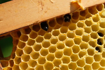 FU 2022-06-06 Bienencheck 119 Bienenwaben mit Löchern und Bienen darin