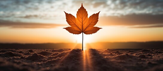 The ground is adorned with yellow autumn leaves, illuminated by sunlight in a close-up shot.