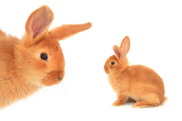 orange rabbit isolated on white background - 757457013