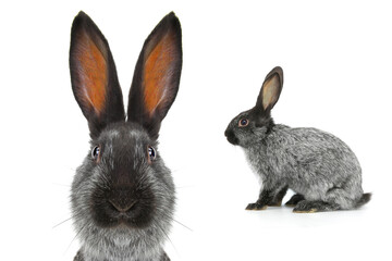 portrait of a gray rabbit isolated on white background - 757457015