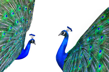 peacocks isolated on white background - 757457039