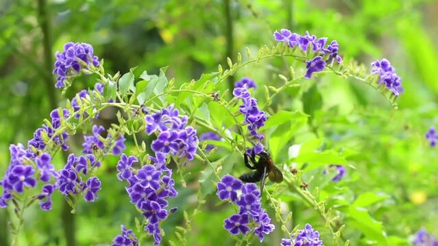 large carpenter bee collects pollen from purple flowers. Plant pollination, Xylocopa.	