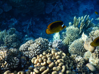 wonderful coral reef life - 757458405