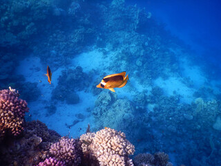Fototapeta na wymiar wonderful coral reef life