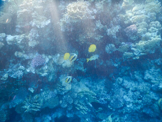 Fototapeta na wymiar wonderful coral reef life