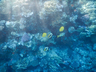 wonderful coral reef life - 757458435