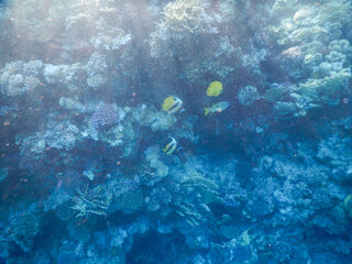 wonderful coral reef life - 757458440
