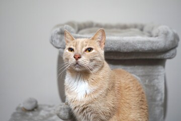 Alert orange cat with a soft gaze