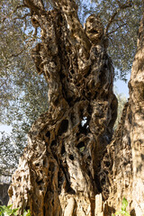 trunk of an old olive tree
