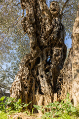 olive tree trunk in the park