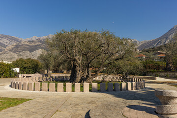 Ancient tree in the park