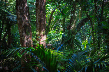New Zealand bush scene