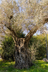 Old olive tree in spring