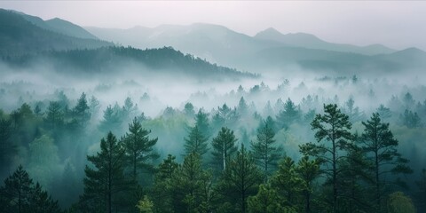Misty pine forest with distant mountain silhouettes.