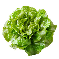 Vibrant Green Romaine Lettuce Head - Healthy Salad Ingredient for Nutritious Meals and Recipes - Isolated on a Transparent Background