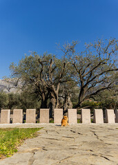 Old olive in Europe