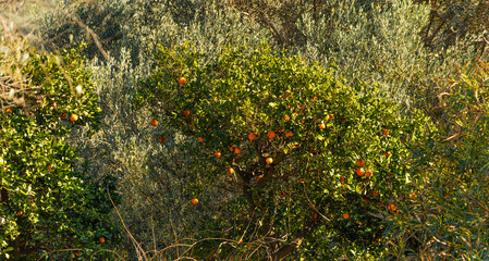 Orange tree in Europe