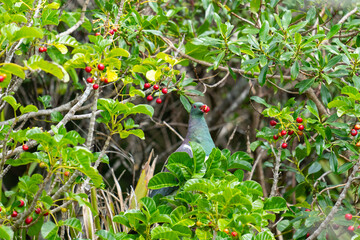 New Zealand wood pigeon in puriri tree with red berries