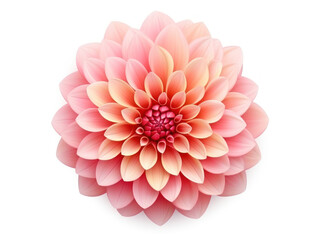dahlia isolated on transparent background, transparency image, removed background
