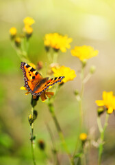 Beautiful butterfly on wild flower on the meadow