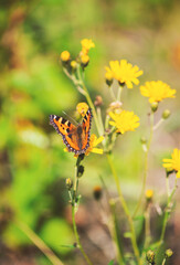 Beautiful butterfly on wild flower on the meadow - 757462428