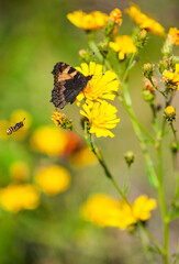 Beautiful butterfly and flying bee on wild flower on the meadow - 757462446