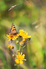 Beautiful butterfly on wild flower on the meadow - 757462451