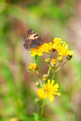 Beautiful butterfly on wild flower on the meadow