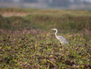 Fototapeta premium A Grey Heron resting in a wet land