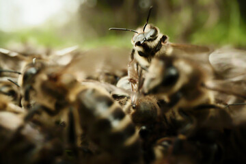 Close-up of a wild bee in the middle of a colony in the wild