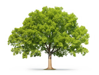 elm tree isolated on transparent background, transparency image, removed background