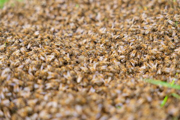 Very close-up of a colony of bees swarming at ground level
