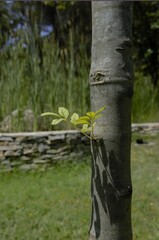 Fototapeta na wymiar Plant growing in the middle of a tree trunk