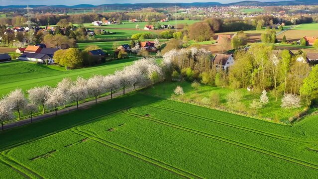 Aerial drone view of spring landscape a road among blossoming cherry alley near village and green fields. Germany countryside. High quality 4k footage