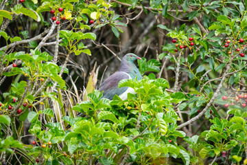 New Zealand wood pigeon in puriri tree with red berries