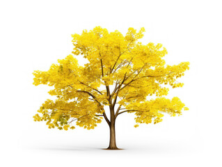 Ginkgo tree isolated on transparent background, transparency image, removed background