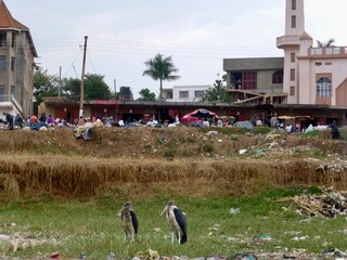 Two birds (marabou stork) sitting in between the trash of a city with people in the background