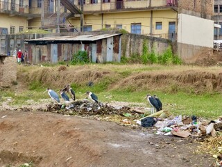 Lots of birds (marabou storks) sitting in between the trash of a city