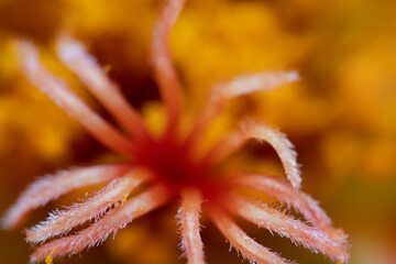 Macro Flower