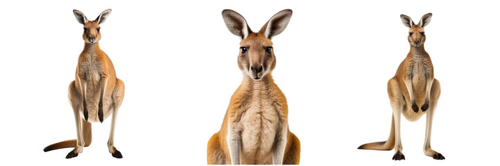 Collection of Kangaroos isolated on transparent or white background