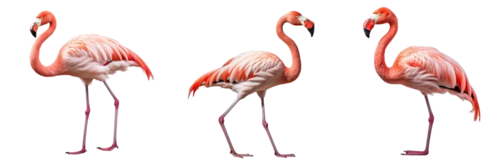 Foto op Canvas Collection of flamingoes isolated on transparent or white background © Luckyphotos