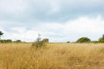 Summer's golden grass landscape with small trees