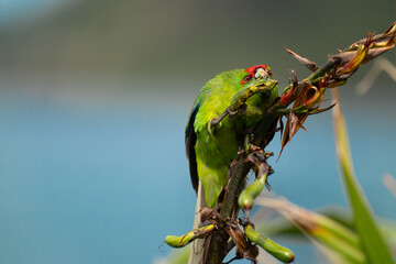 Red-crowned parakeet peering over top while feeding on flax seed on Kapiti island.