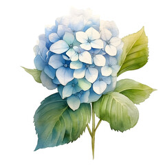 Realistic detaled watercolor of blue hydrangea flower isolated on transparent background. Botanical watercolor illustration with good resolution for printing and for postcard in PNG formate.
