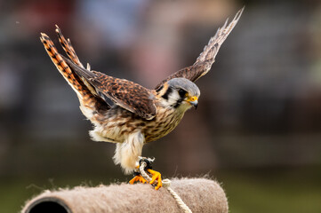 Female American Kestrel (Falco sparverius) landing on a stand.
