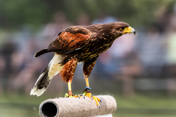 Captive Harris Hawk (Parabuteo unicinctus), on a stand with jessses on its legs.