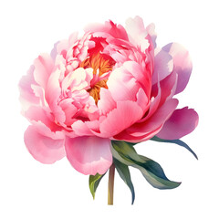 Beautiful Pink peony watercolor botanical PNG illustration isolated on transparent background.